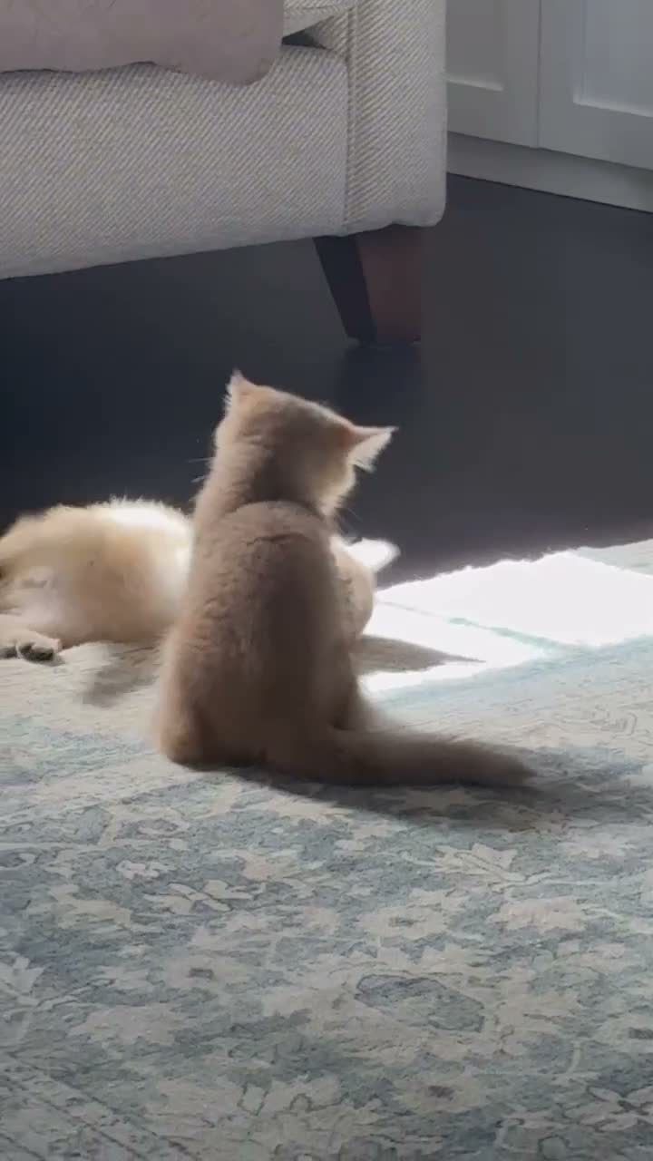 British Shorthair cats for sale: Stunning British Golden Kittens For Sale - Video 1