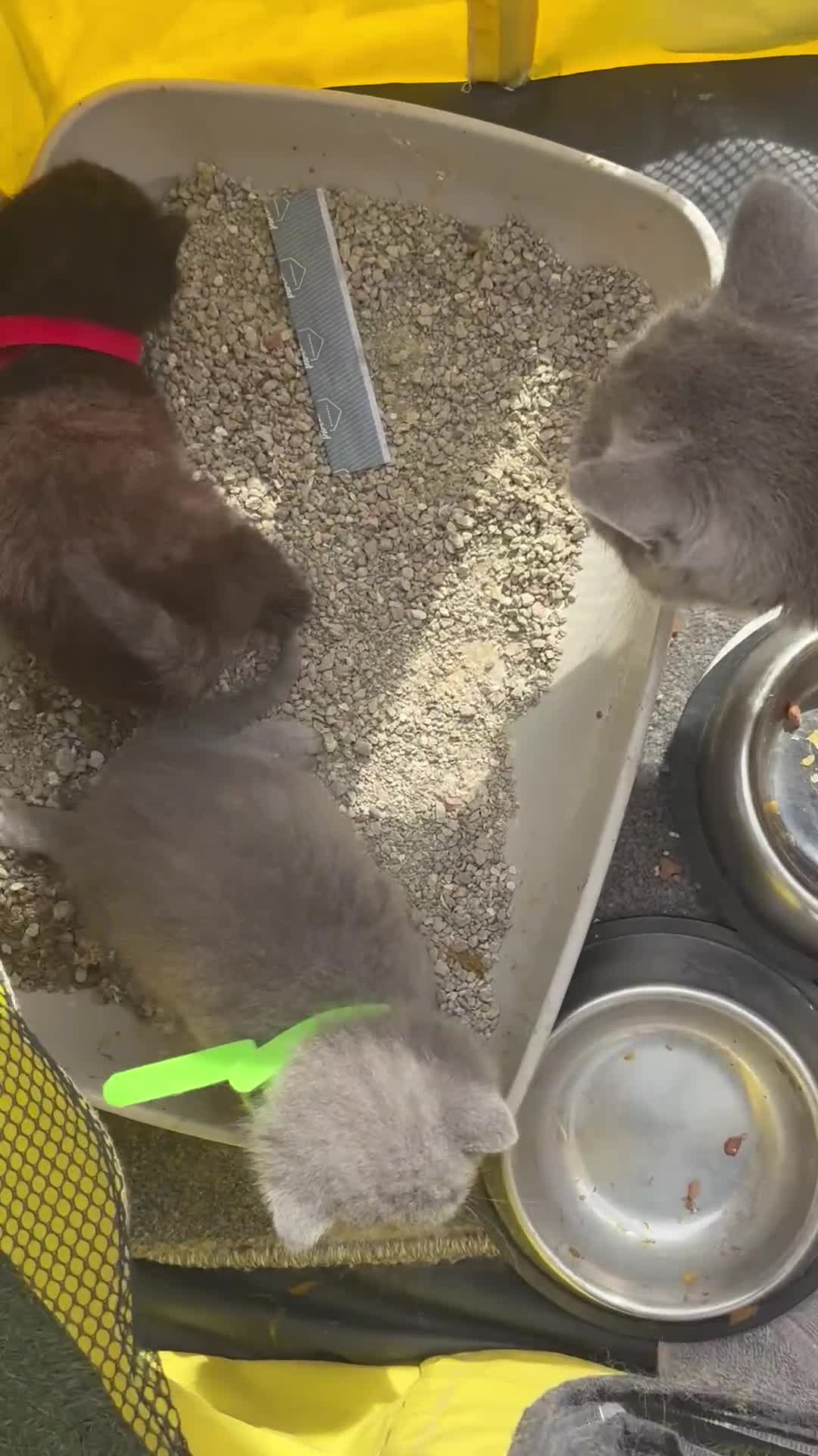 British Shorthair cats for sale: British Shorthair chocolate/grey colours  - Video 2