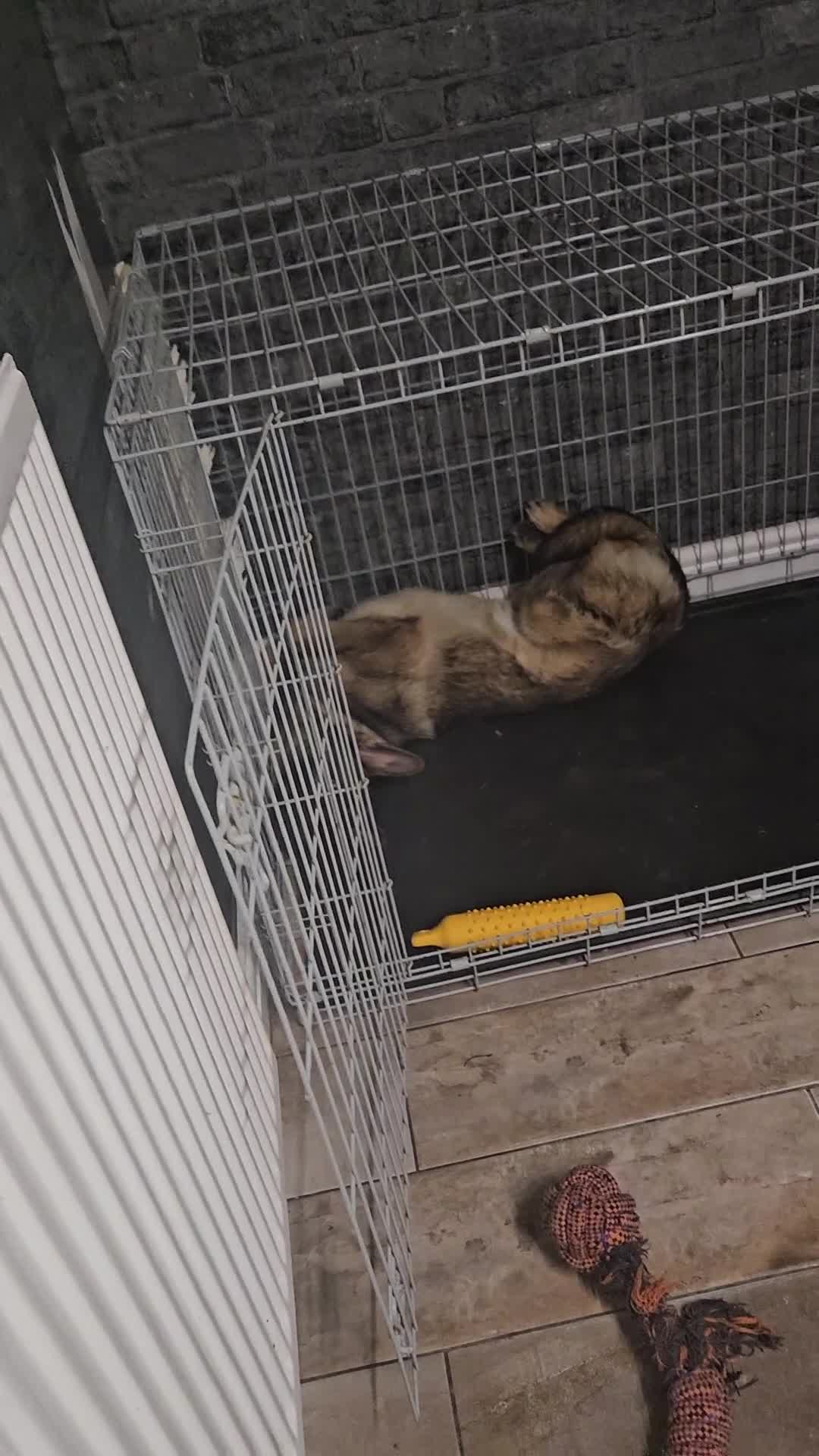 German Shepherd dogs for sale: German shepard  - Video 1