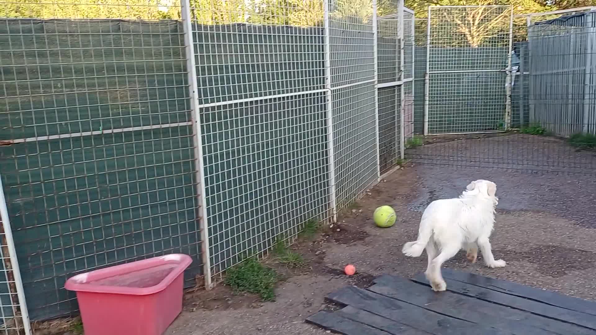 Mixed Breed dogs for adoption: BENJI - a handsome & gentle Boy  for a Loving Home - Video 2