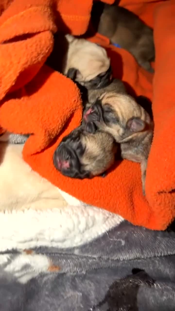Pug dogs for sale: Pug puppies for sale  - Video 1