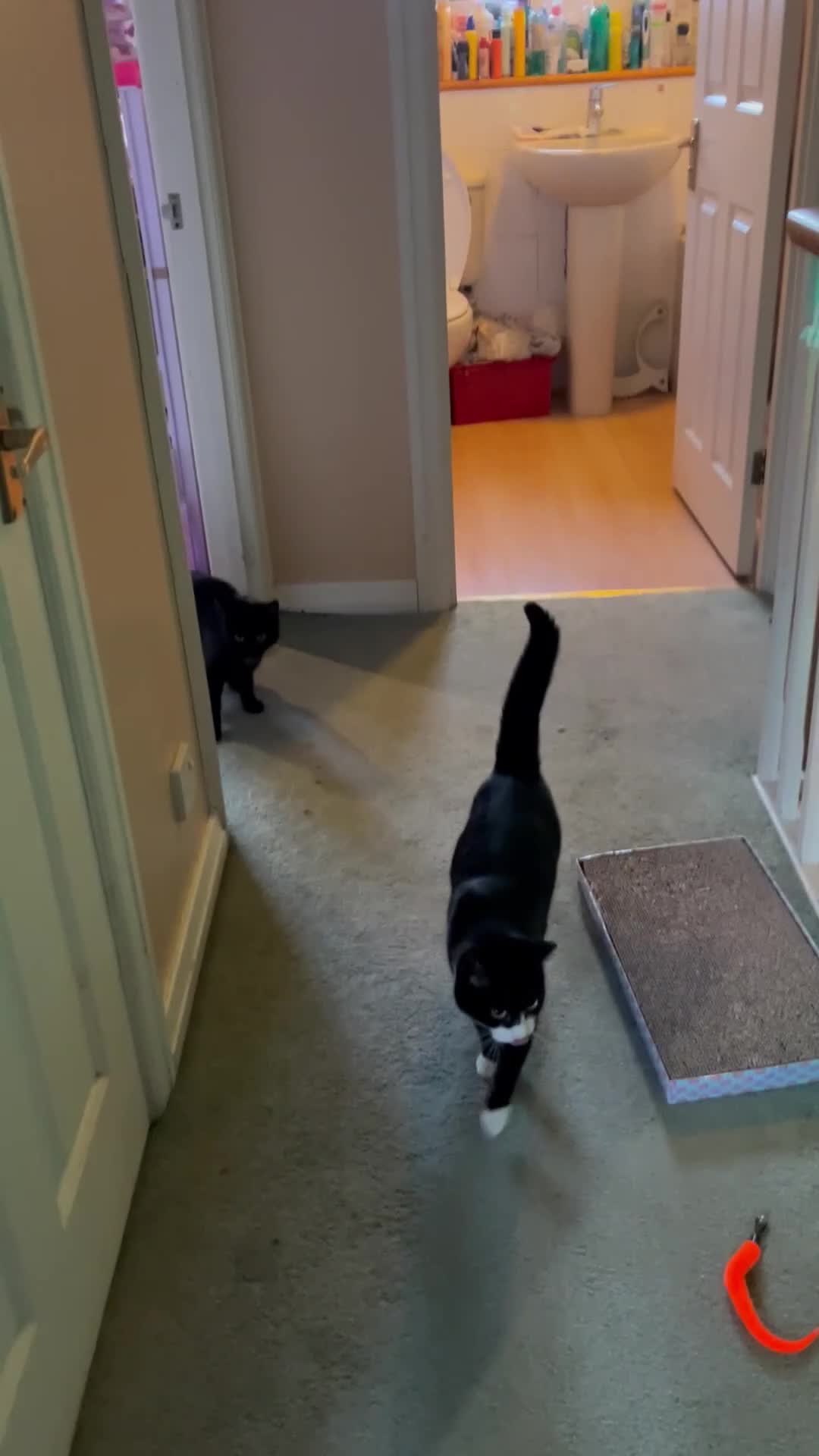 Mixed Breed cats for adoption: Rescue siblings Bumble and Bee need 1st ever home - Video 2