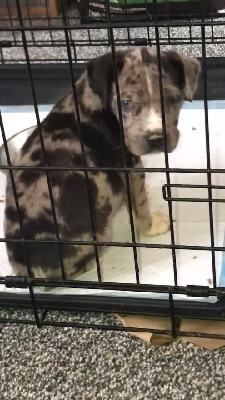Dogue De Bordeaux dogs for sale: Male puppy for sale  - Video 1
