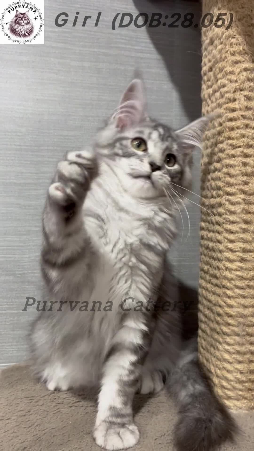 Maine Coon cats for sale: TICA registration Maine coon kittens Ready to go - Video 1
