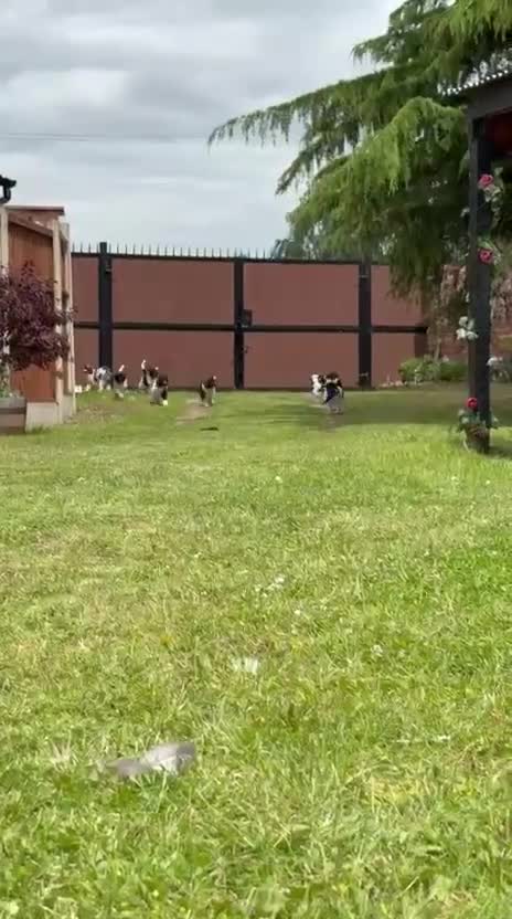 Standard Poodle dogs for sale: READY NOW!! KC reg & fully vaccinated  - Video 1