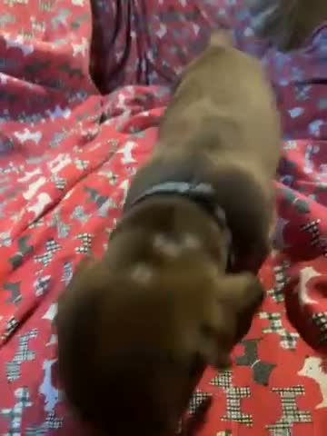 Miniature Dachshund dogs for sale: Dapple female - Video 3
