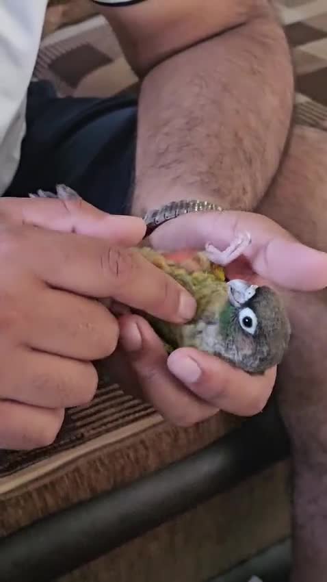 Conures birds for sale: Green cheek conure - Video 2