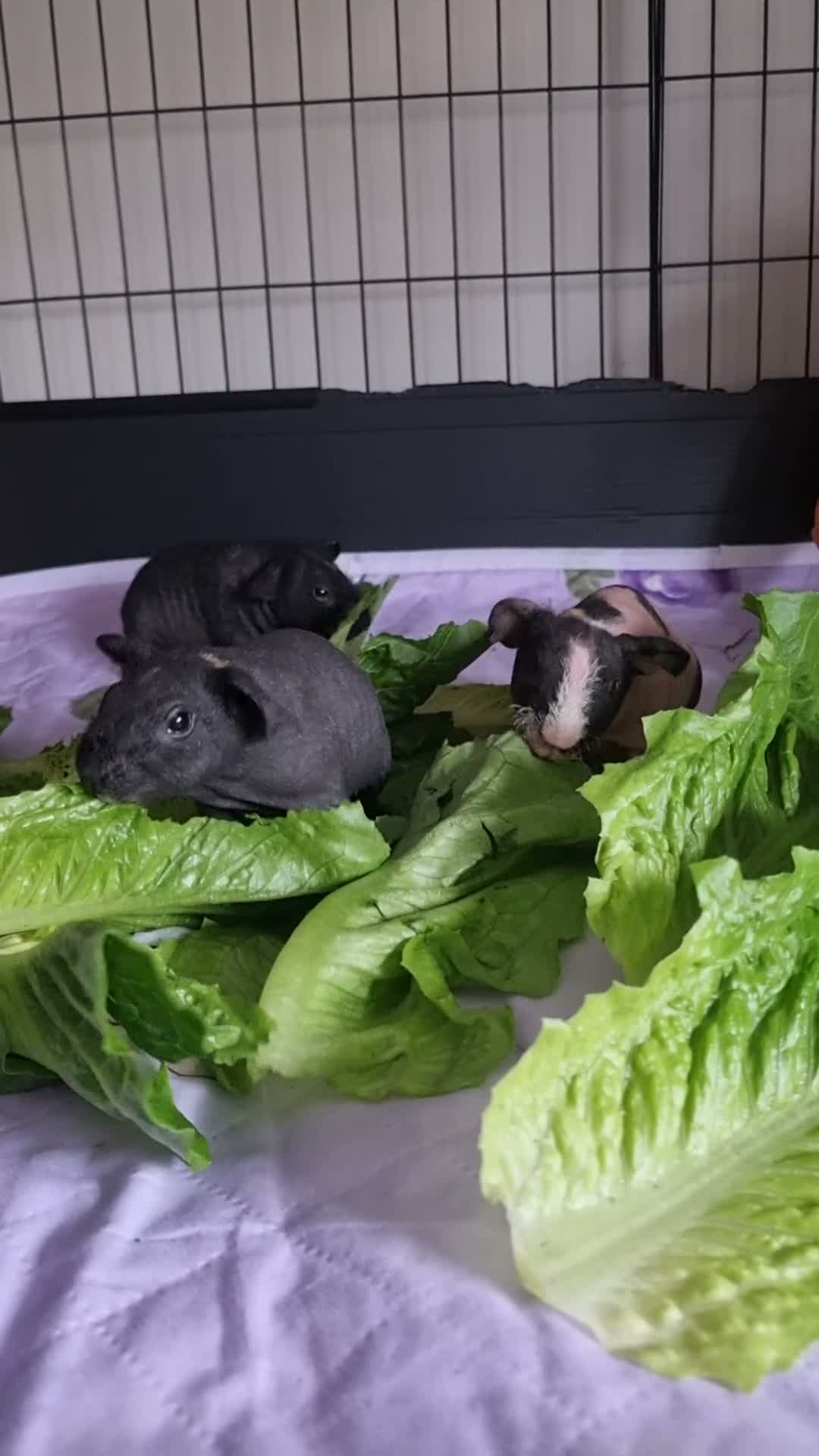 Guinea Pig rodents for sale: Male Baby Skinny Pig - Guinea Pig - Video 3