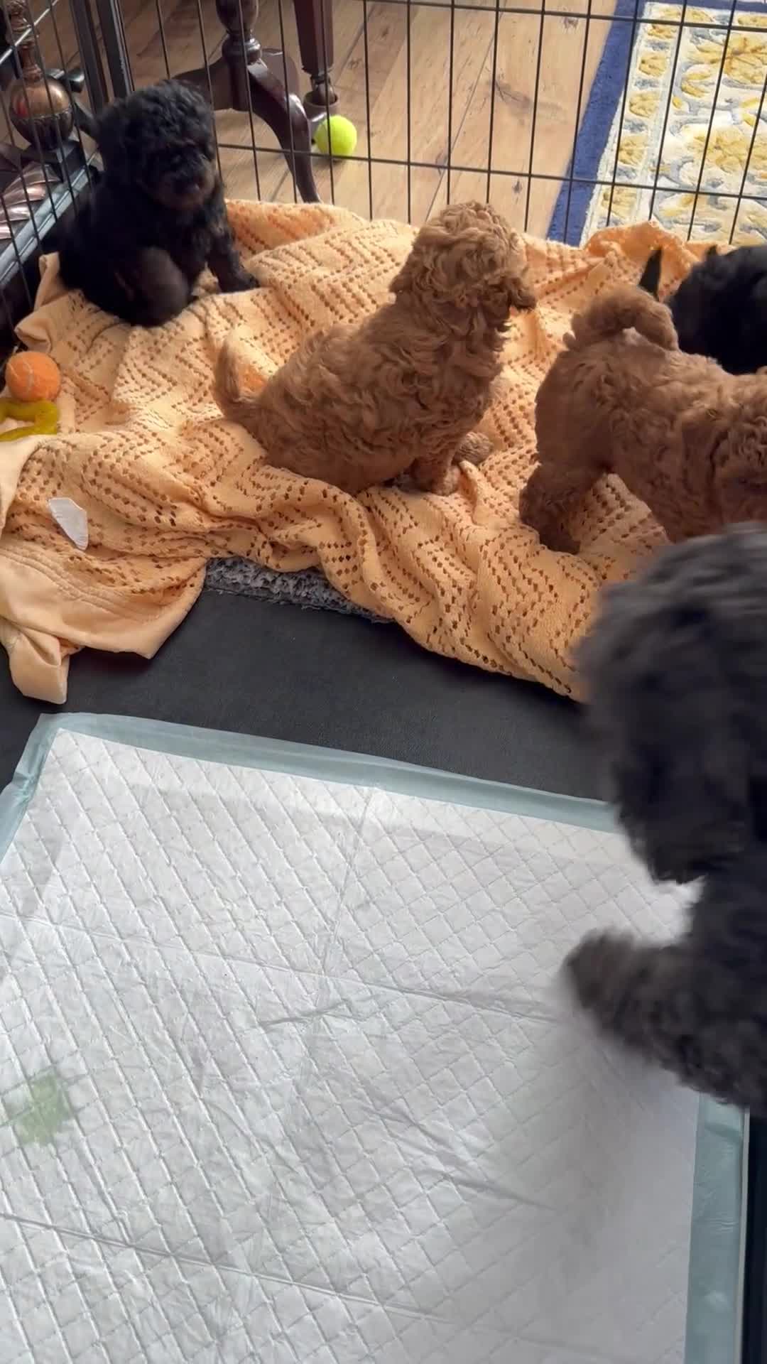 Toy Poodle dogs for sale: Four Beautiful Little Boys “Real Charmer’s “ - Video 1