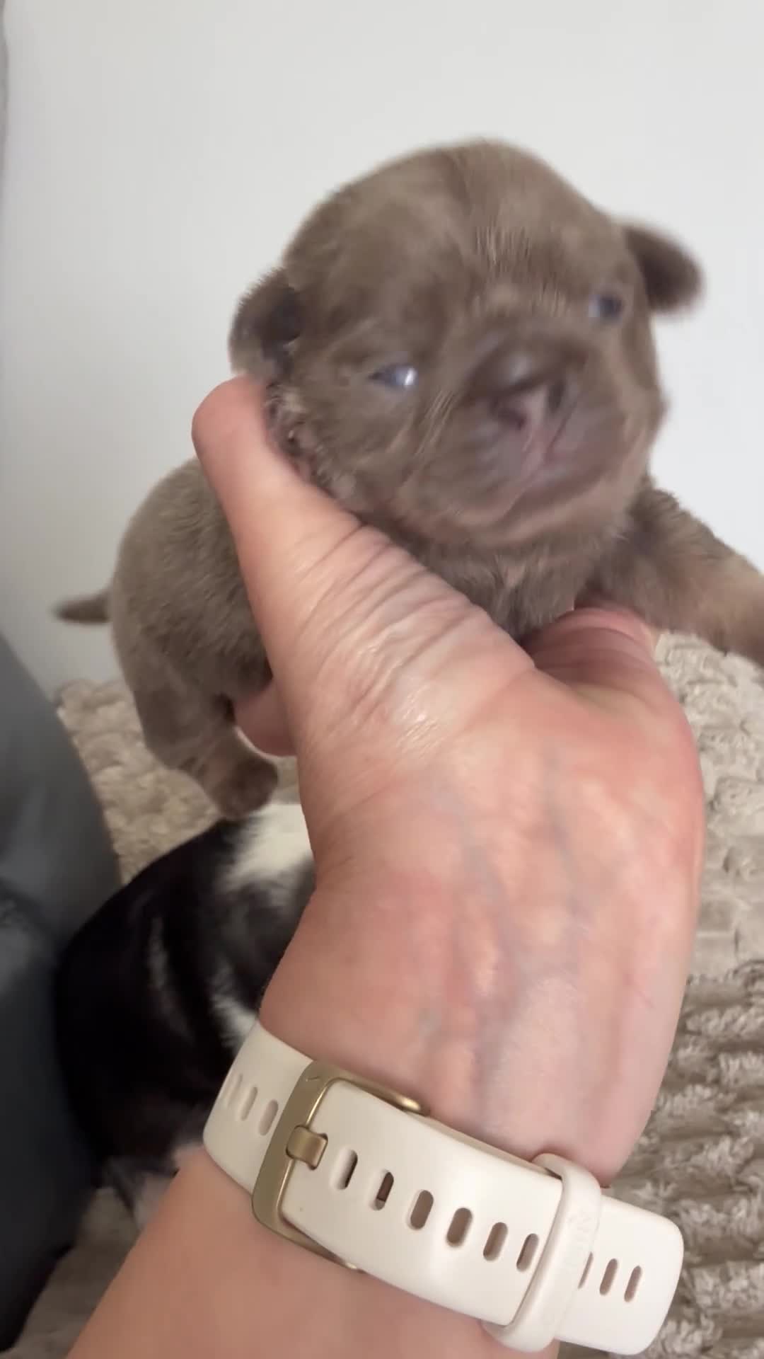 Pug dogs for sale: Kc pug puppies from a 5 star licensed breeder  - Video 5