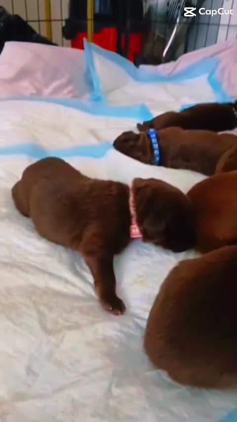 Mixed Breed dogs for sale: Beautiful Family-Raised Sheprador Puppies - Video 3