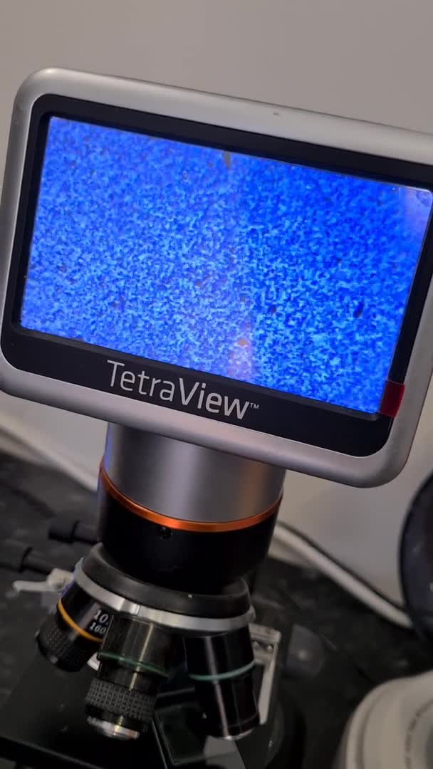 Standard Poodle dogs for stud: 3 Standard poodles for stud in Wirral - Video 1