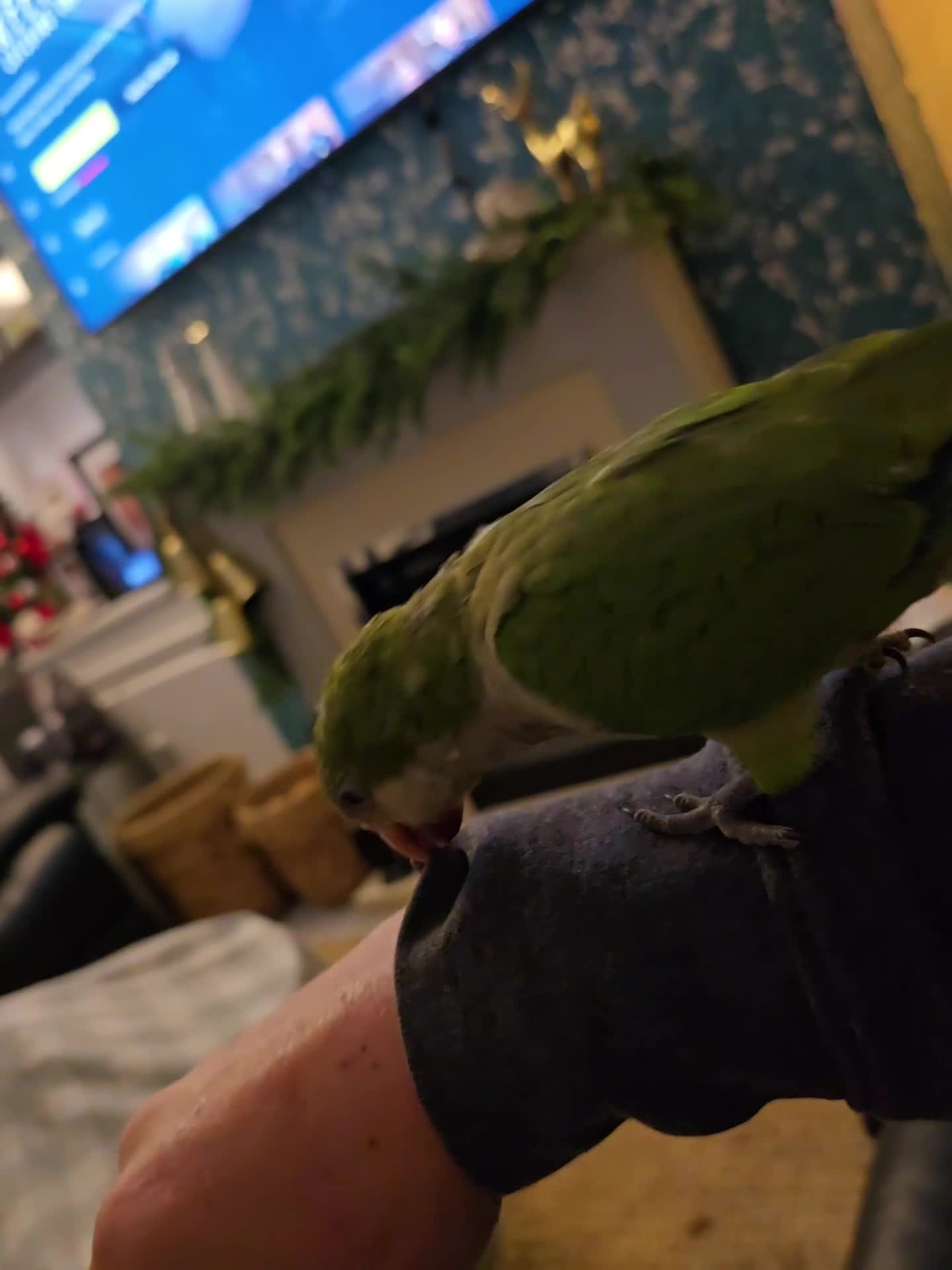 Parrots birds for sale: 2 handreared quakers 250/400 pair - Video 2