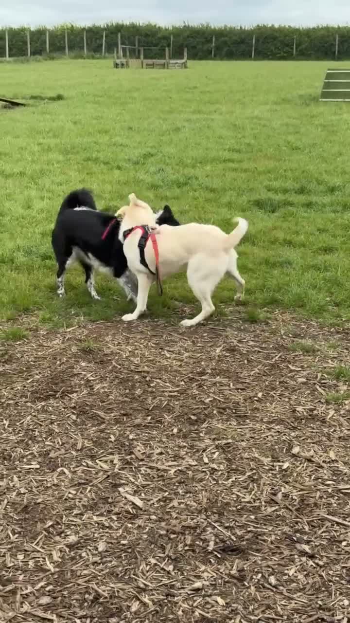 Mixed Breed dogs for adoption: Bobby – Labrador Retriever Mix - Video 2