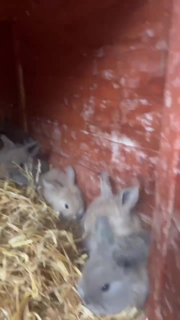 Mixed Breed rabbits for sale: Mini lop cross ready 11th june! - Video 1