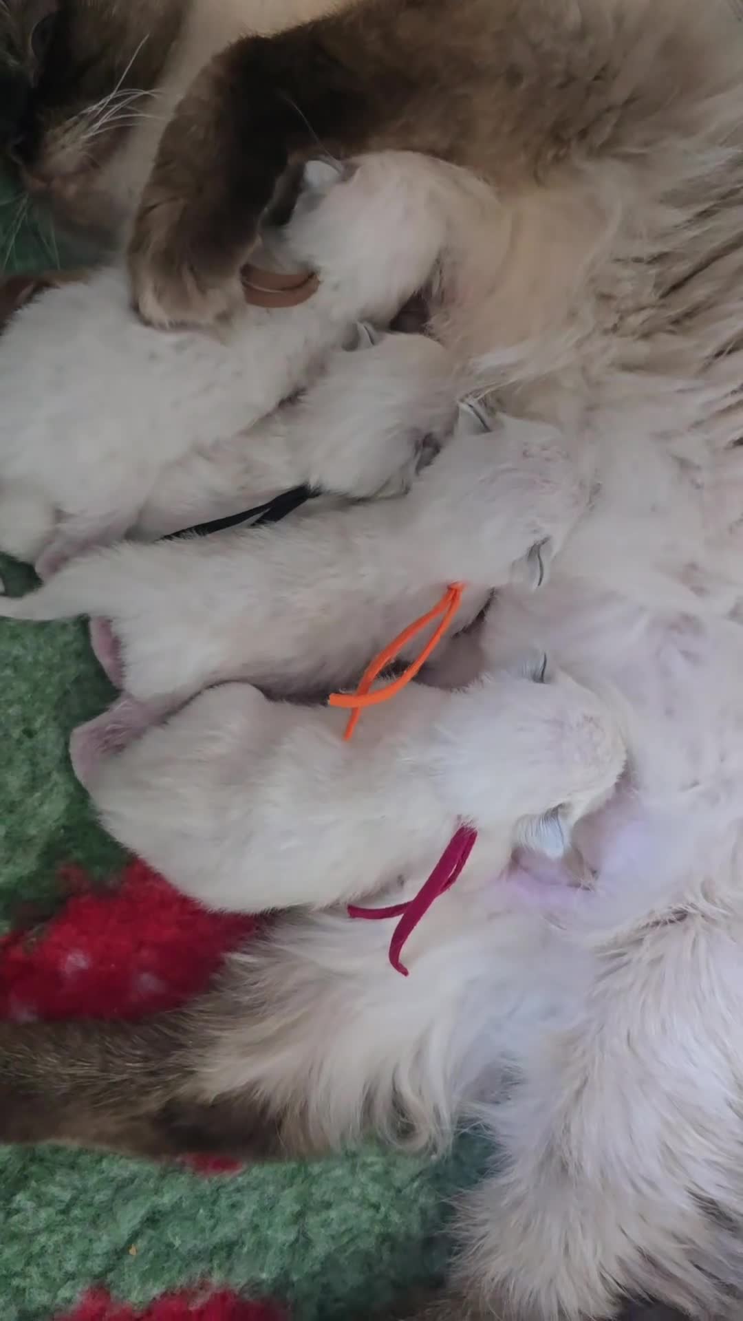 Ragdoll cats for sale: Beautiful TICA Ragdoll Kittens  - Video 2