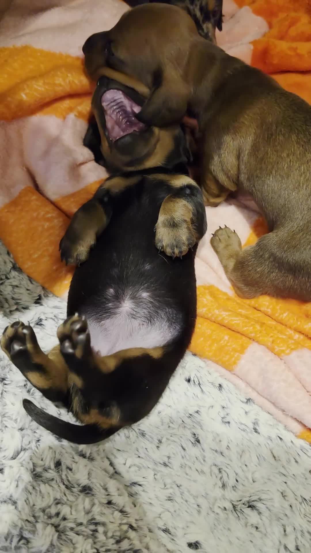 Miniature Dachshund dogs for sale: MINI DACHSHUNDS 2 FIND THEIR FOREVER HOME - Video 2