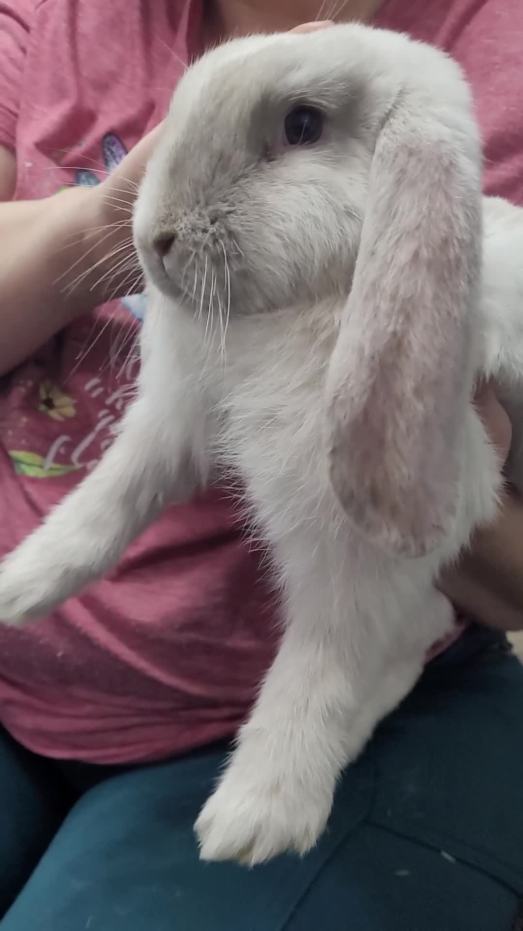 French Lop rabbits for sale: Pure Bred French Lop babies - Video 2