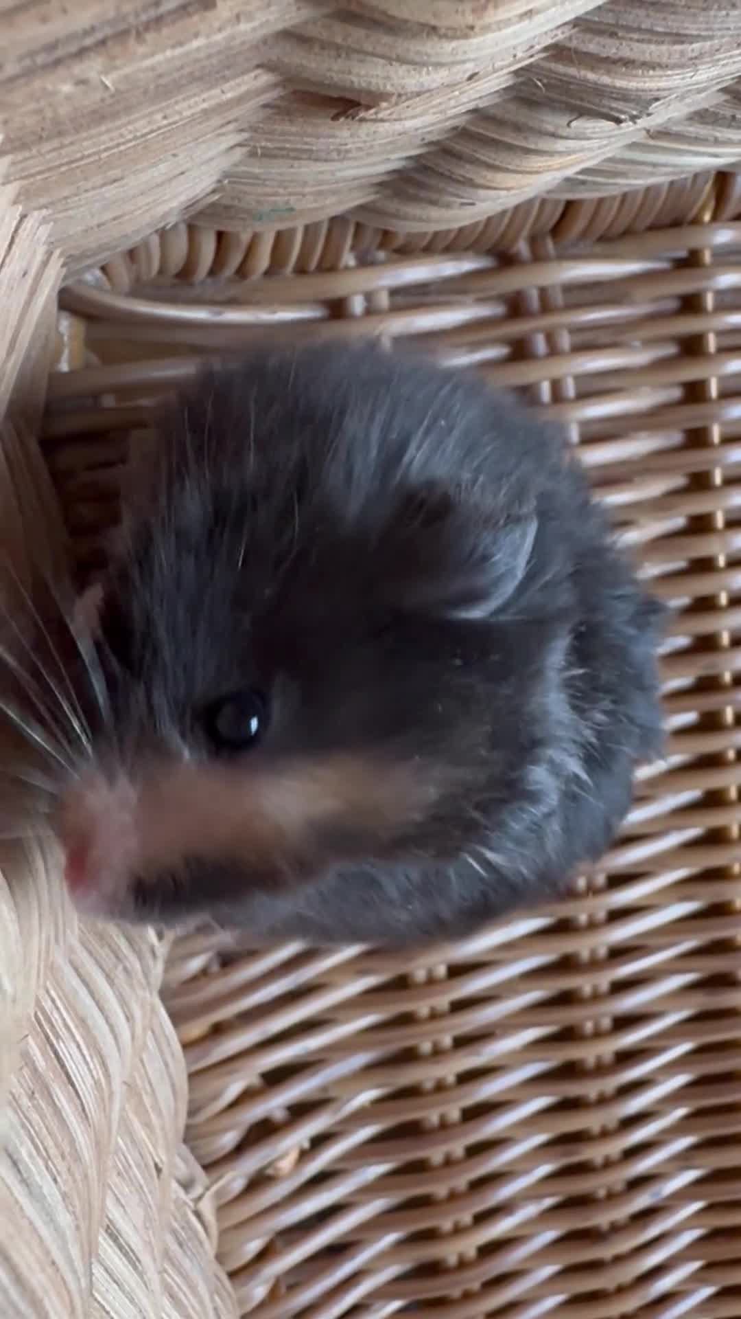 Hamster rodents for sale: Stunning home-bred Syrian hamster pups  - Video 1