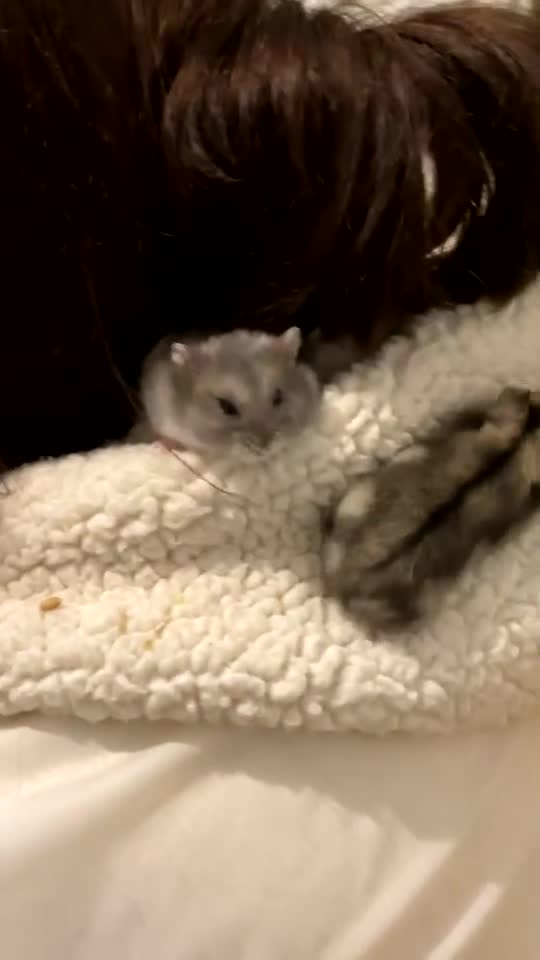 Hamster rodents for sale: Three hamsters looking for a new home  - Video 2
