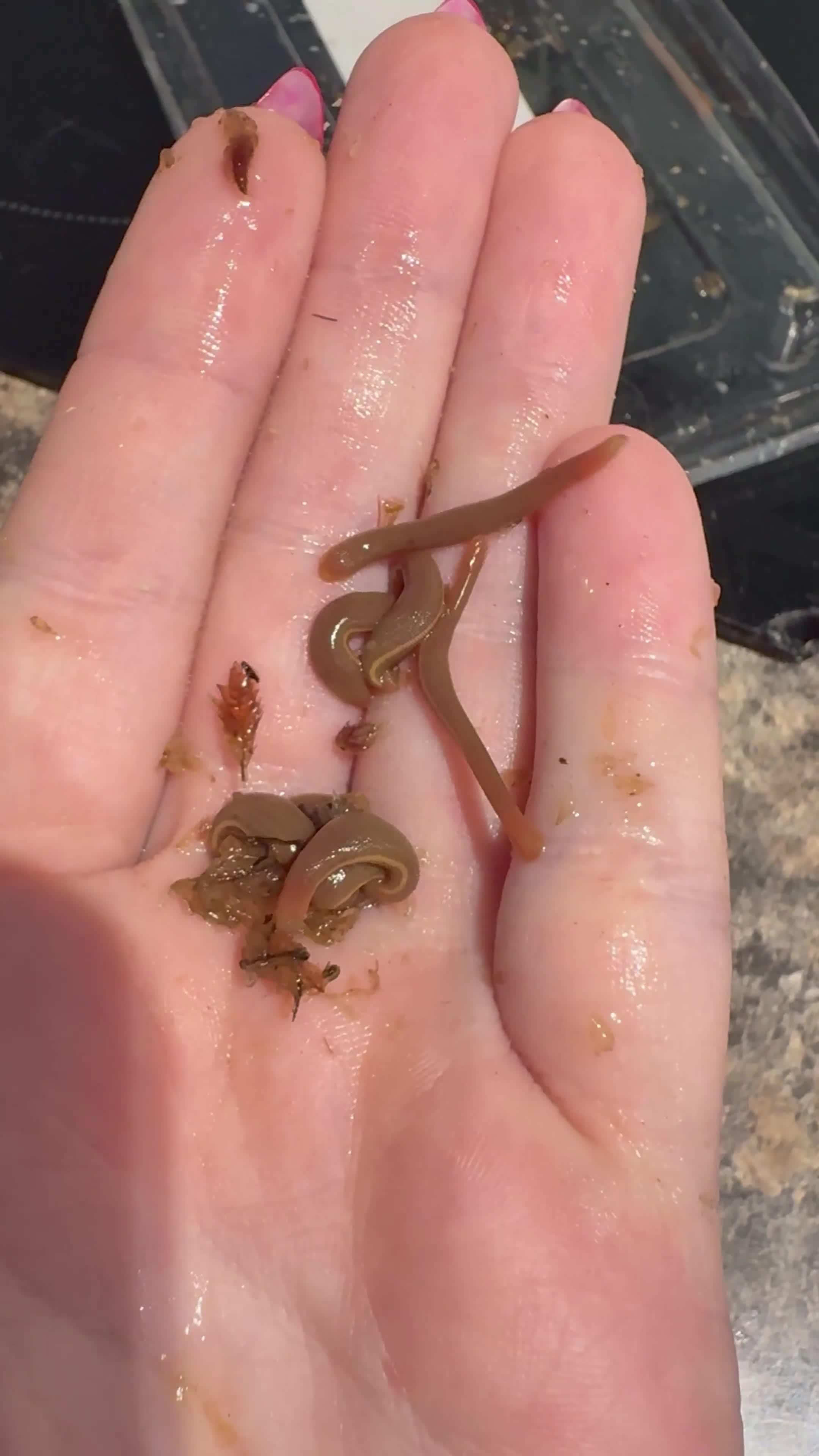Mixed Breed reptiles for sale: Baby buffalo leeches for sale in Stafford - Video 1