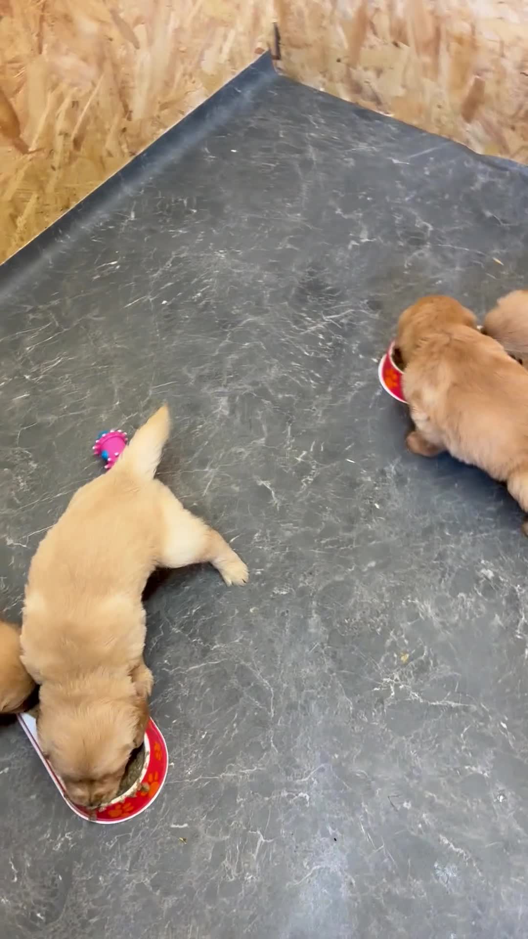 Golden Retriever dogs for sale: Stunning KC Golden Retriever Pups READY NOW - Video 2