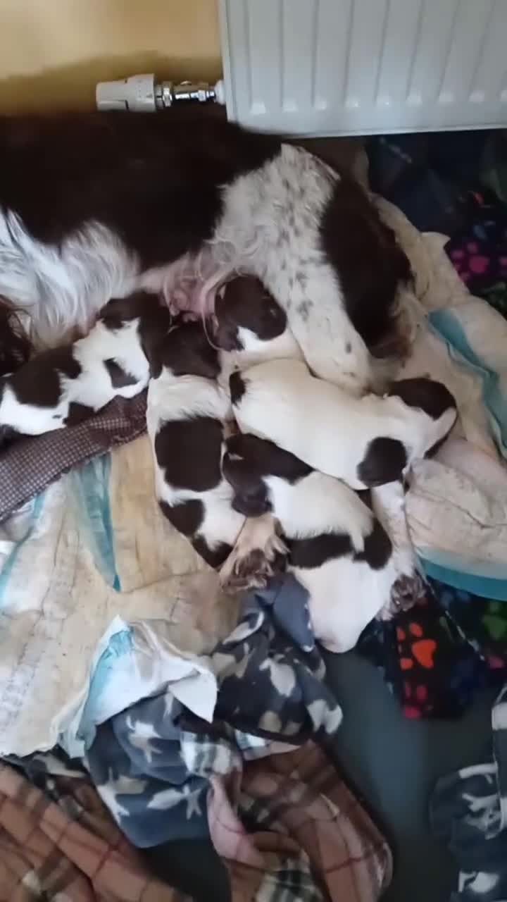 English Springer Spaniel dogs for sale: Springer spaniel puppies in Bodmin - Video 1