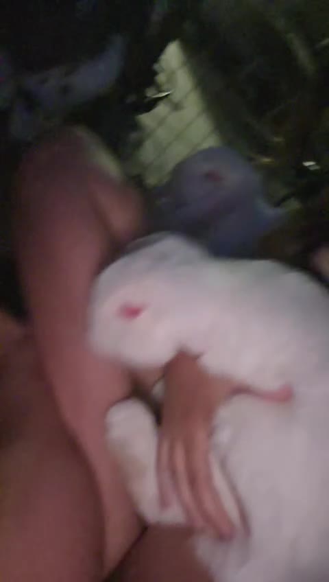 French Lop rabbits for sale: Baby Giant French Lop Rabbits For Sale 🐰 - Video 1