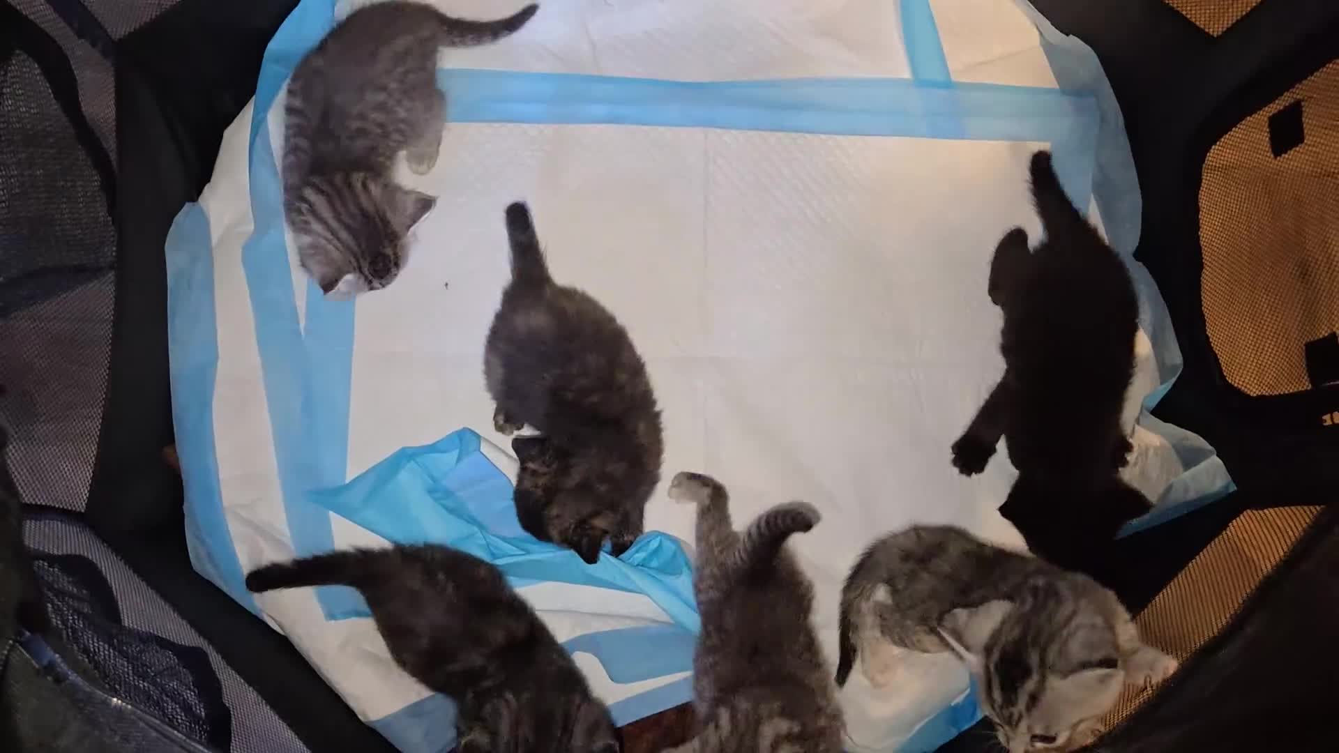Mixed Breed cats for sale: Mother + 6 Kittens (All together)  - Video 1