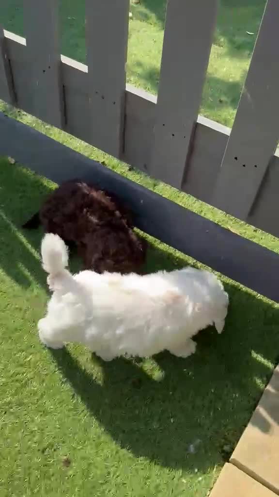 Cockapoo dogs for sale: 💚💚£900 LAST HANDSOME BOY LEFT💚💚 - Video 2