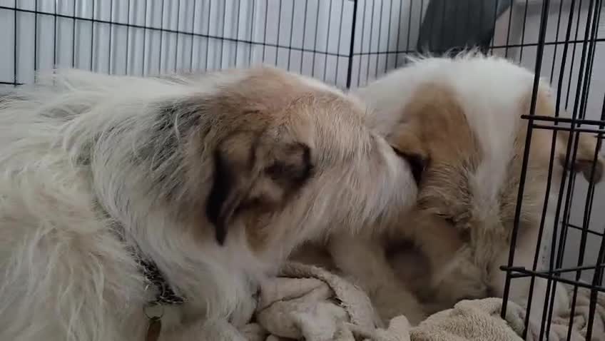 Mixed Breed dogs for adoption: Hershey & Harley 💙 still Waiting - Video 1