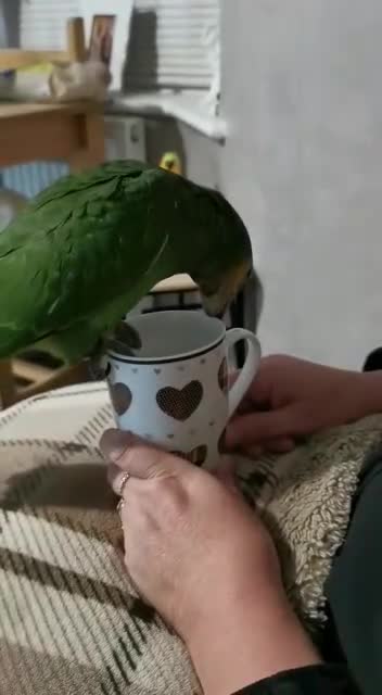 Parrots birds for sale: Africian orange winged parrot  - Video 1