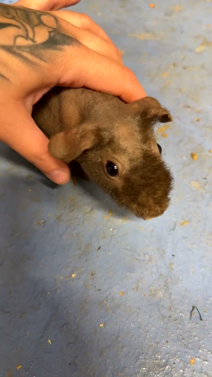 Guinea Pig rodents for sale: Skinny pigs for sale  - Video 2
