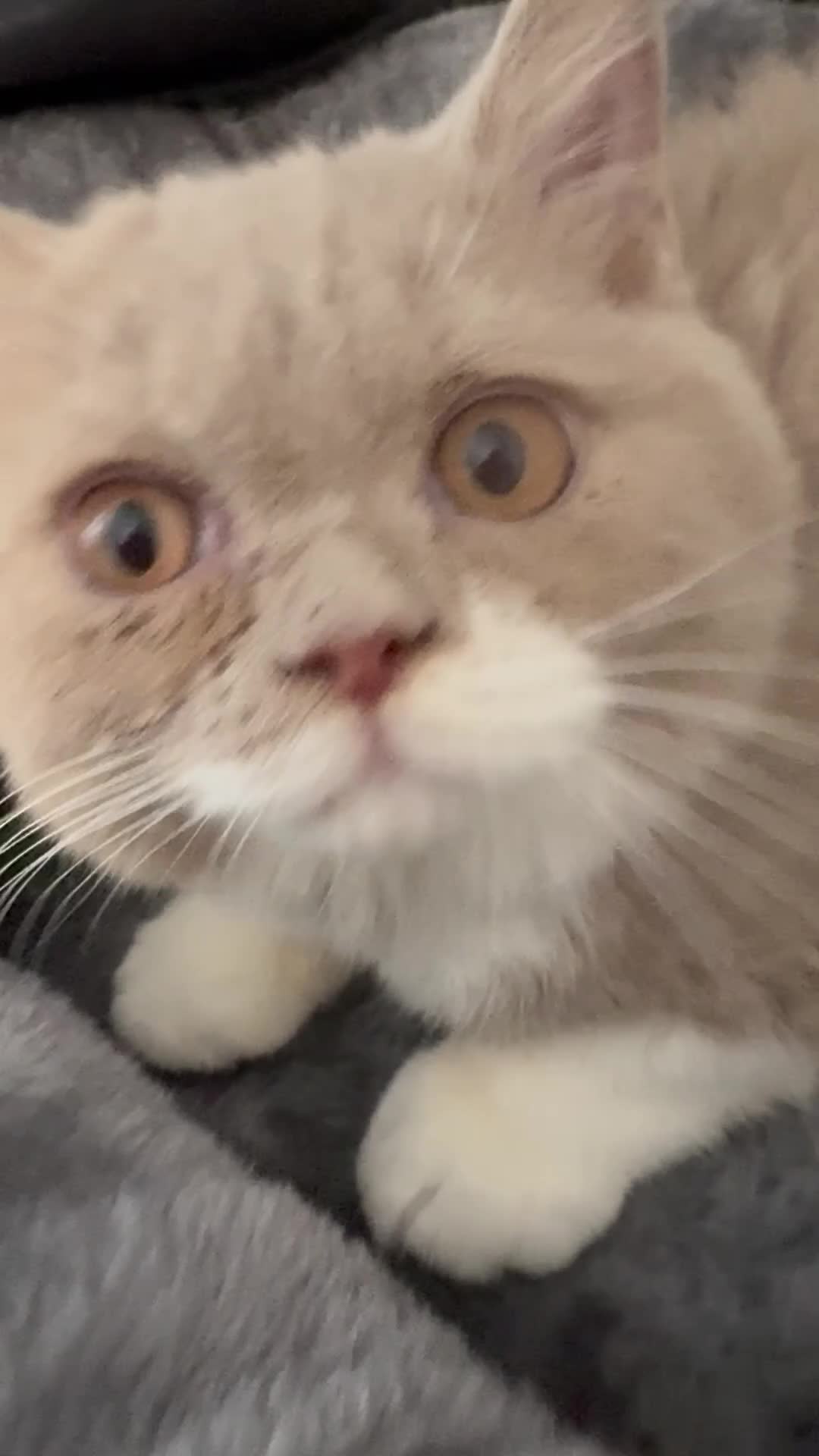 British Shorthair cats for sale: Bi colour chunky male - Video 1