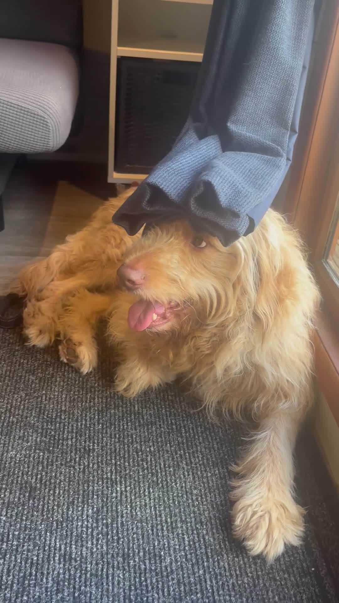 Goldendoodle dogs for sale: Beautiful 4-Year-Old Goldendoodle - Video 5
