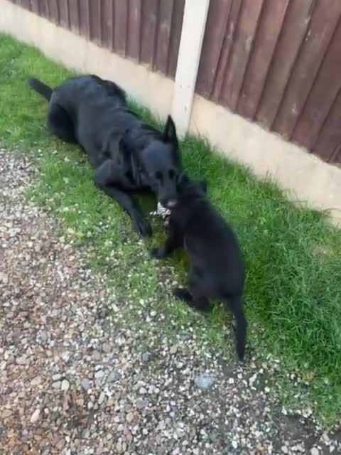 German Shepherd dogs for sale: Exceptional KC Reg DDR GSD Puppies Rare Bloodlines - Video 1