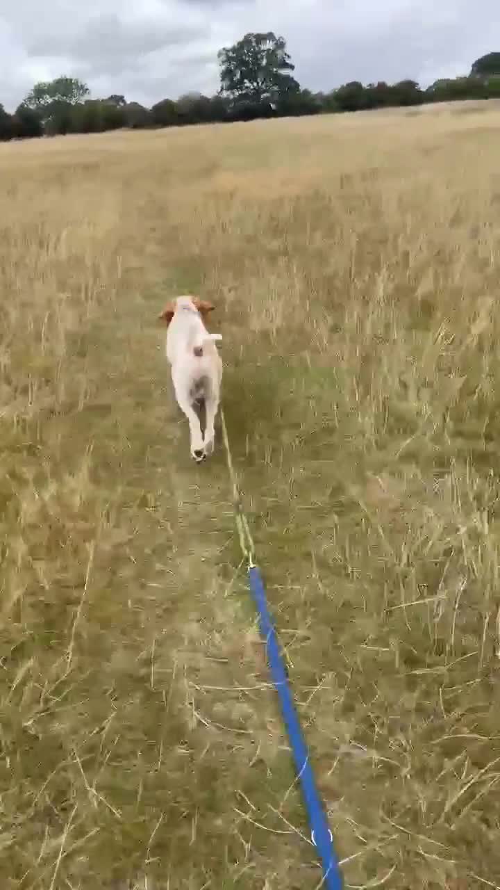 Pointer dogs for adoption: Jimmy is looking for an amazing forever home - Video 1