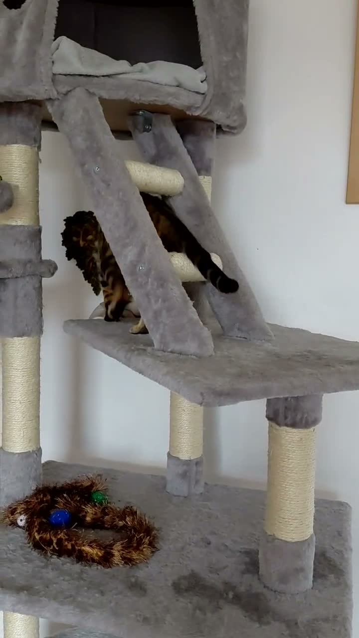 Bengal cats for sale: Female glitter Bengal for sale - Video 4