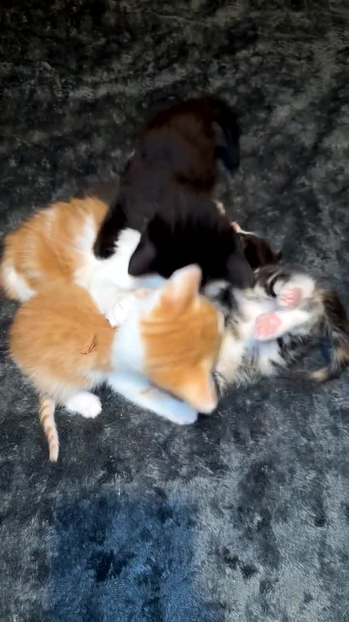 Mixed Breed cats for sale: Tigers angels - Video 2