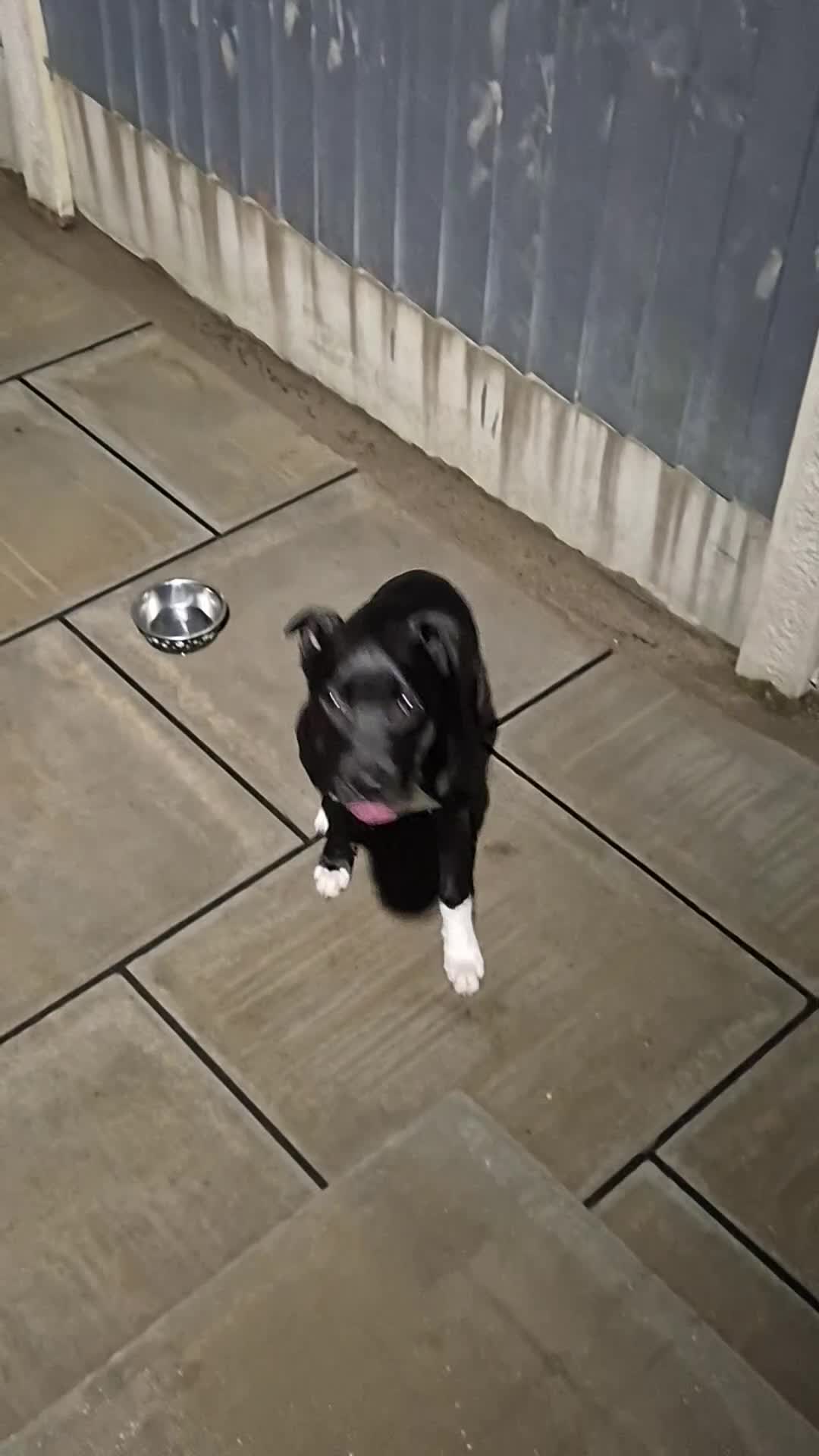Mixed Breed dogs for sale: 10 month old mixed breed male in Runcorn - Video 1