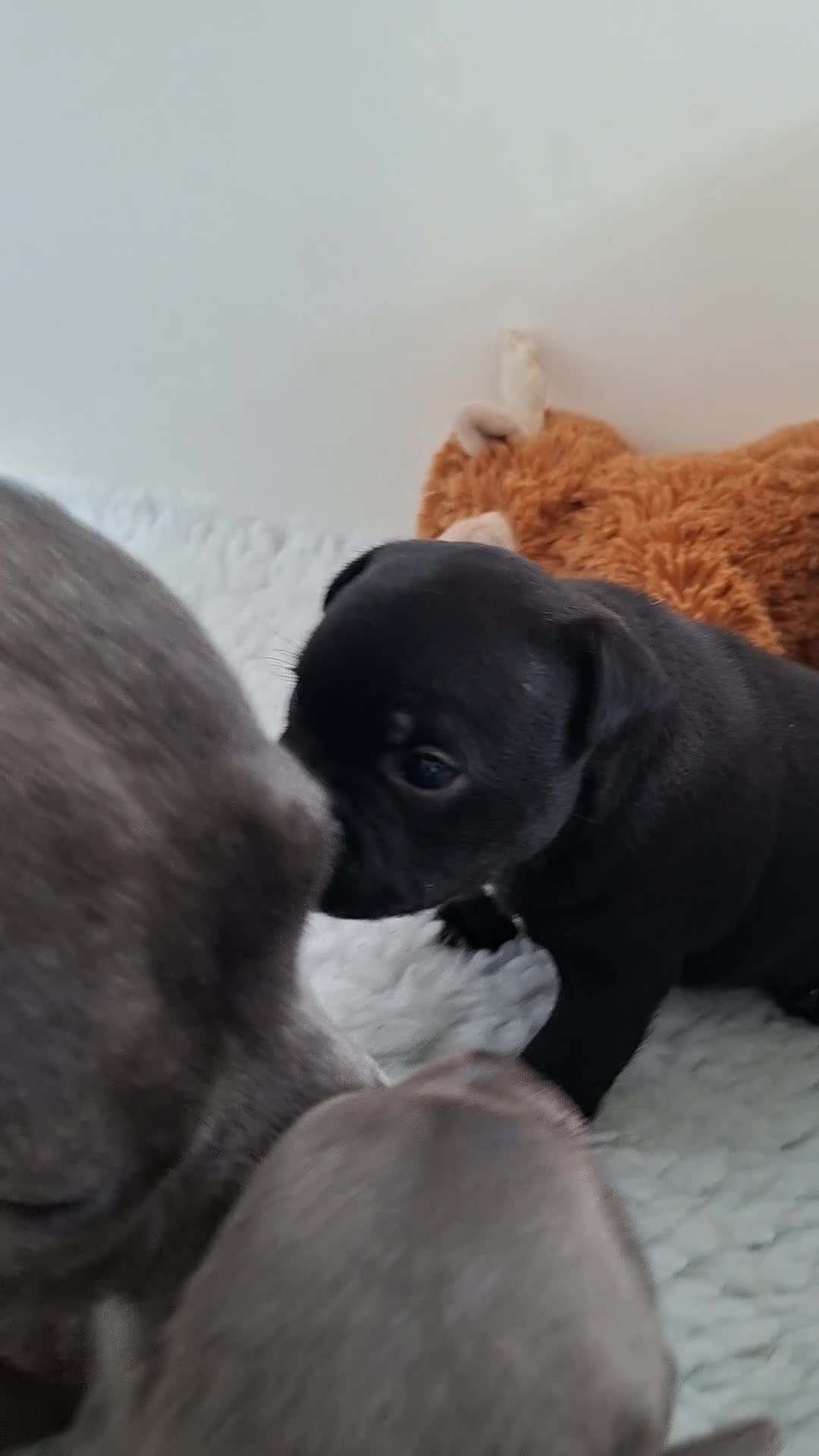 Staffordshire Bull Terrier dogs for sale: Staffordshire Bull Terrier Puppies KC Registered in Drybrook - Video 3