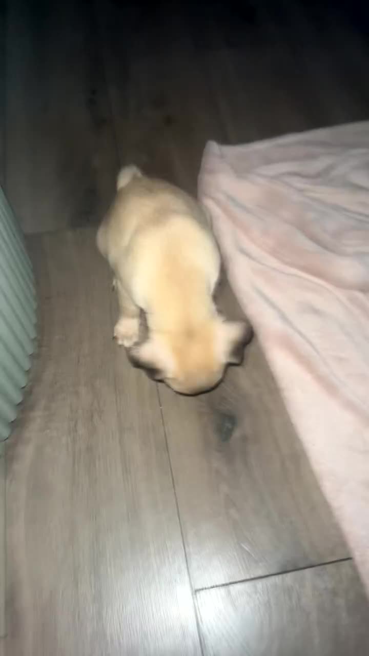Mixed Breed dogs for sale: Chujjug  - Video 2