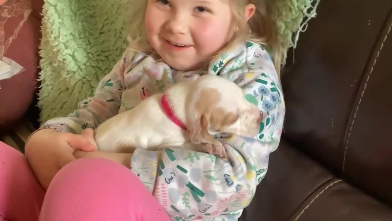 Pointer dogs for sale: Quality Pointer Puppy - Video 2