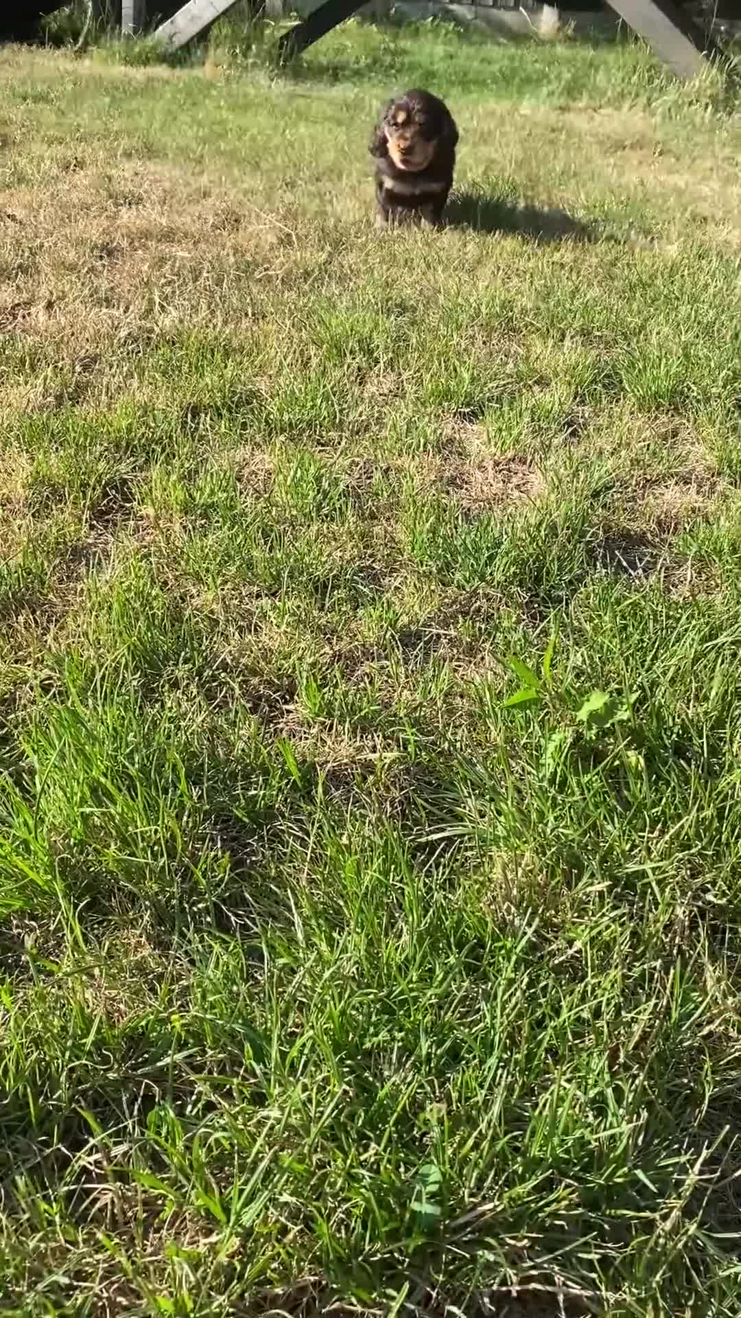 Cocker Spaniel dogs for sale: Pedigree Show Cockers - Video 1