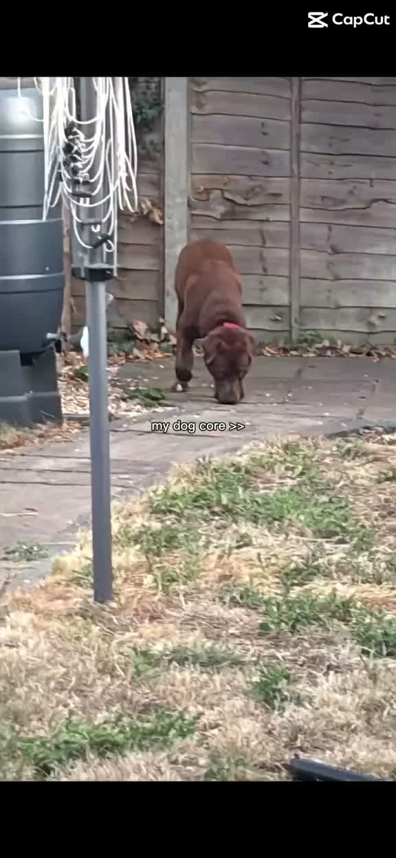 Mixed Breed dogs for sale: Loveable boy in Bracknell - Video 1