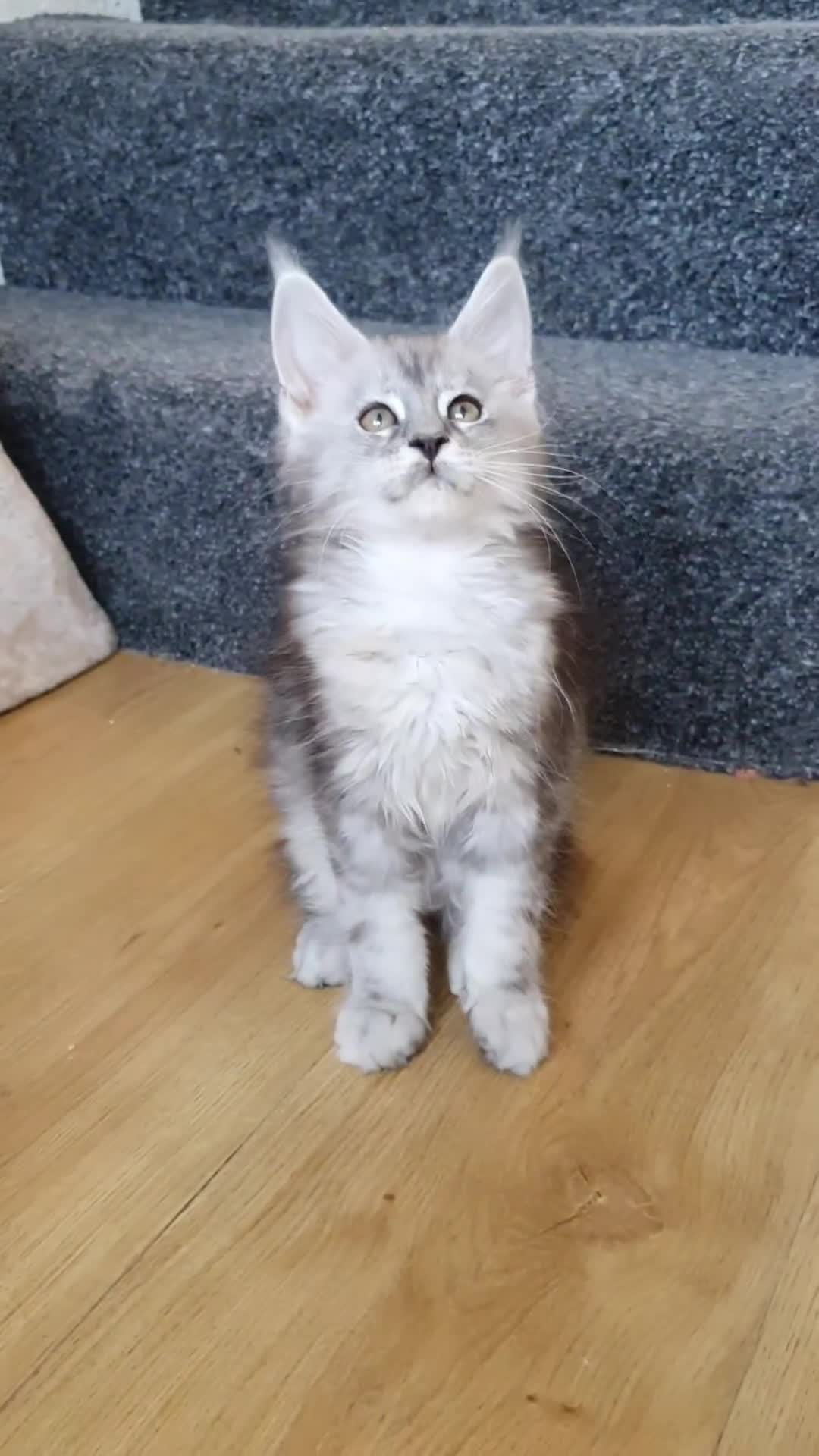 Maine Coon cats for sale: pure reg maine coon kittens - Video 1