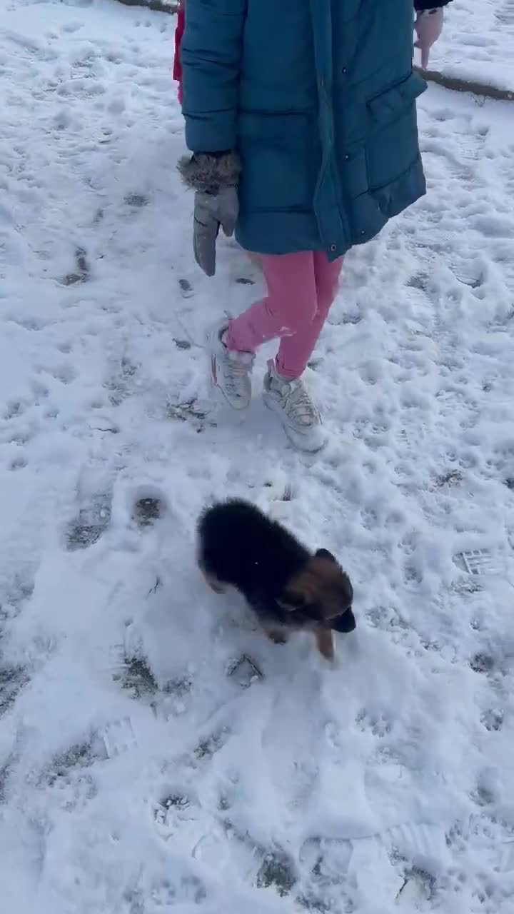 Pomeranian dogs for sale: Pomeranian puppies - Video 1