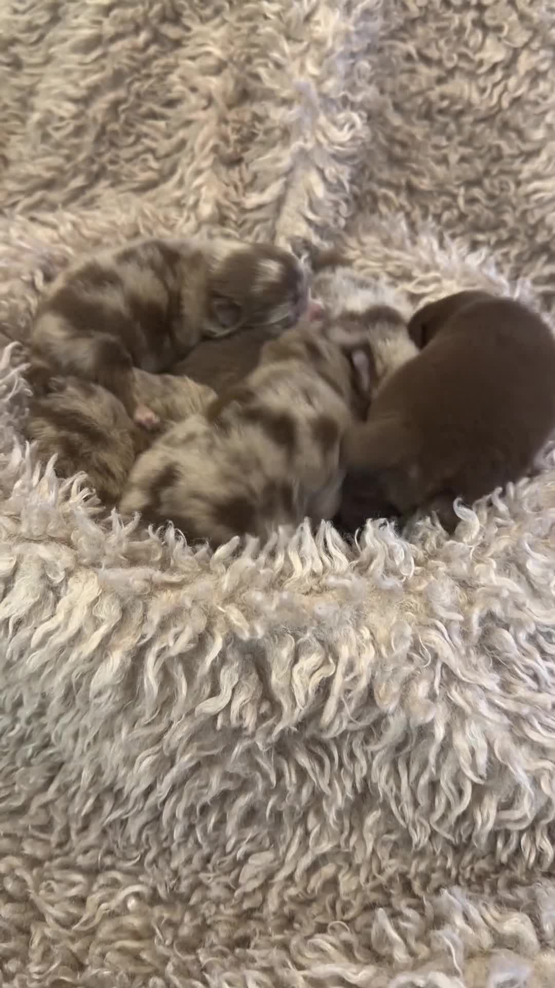 Pomeranian dogs for sale: Lilac Chocolate Merle Babies  - Video 1