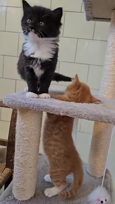 Mixed Breed cats for sale: 4 Adorable (3 Ginger) Kittens for Sale - Video 3