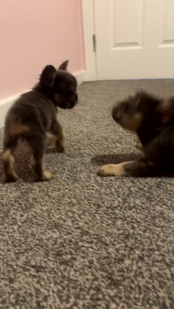 French Bulldog dogs for sale: Fluffy Frenchbulldogs  - Video 2
